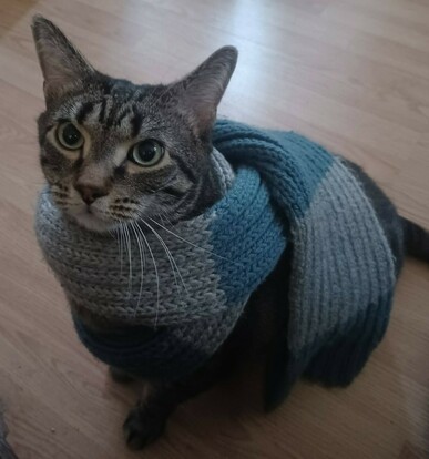 A tabby cat with large green eyes is sitting on a floor.  He is wearing a grey and blue knitted scarf that is wrapped around his neck.