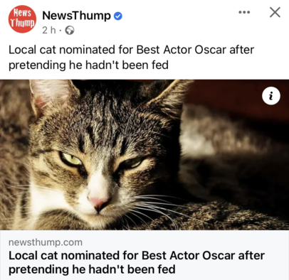 NewsThump • Local cat nominated for Best Actor Oscar after pretending he hadn't been fed