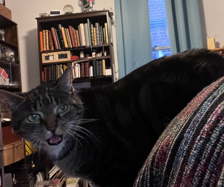over the shoulder view of Pica the 6lb little tabby cat