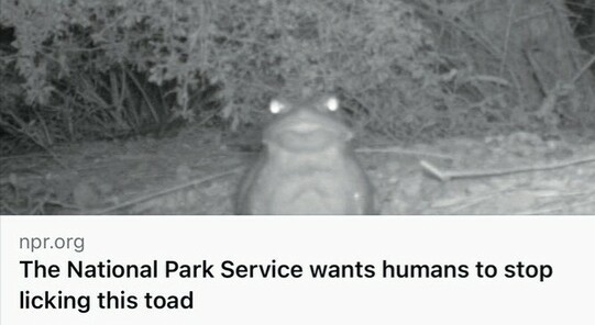 night vision black and white photo of a large toad staring right into the camera

Headline: The national park service wants humans to stop licking this toad