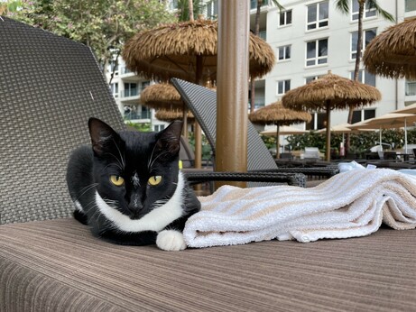 Black and white tuxedo cat lounging on a pool chair with a towel next to it. Their yellow eyes are looking straight into the camera.