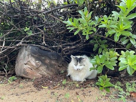 A long-haired white cat with black spots around their temple and nostrils hides under a low bush and a rock on a sandy floor. Their fur is partly wet from rain drizzles.