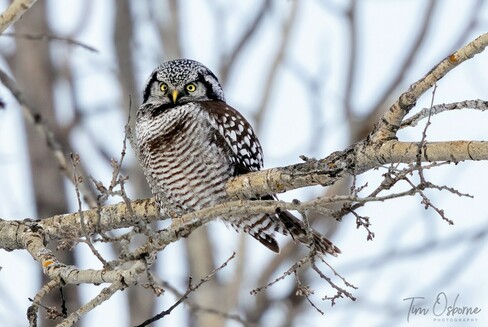 A Northern Hawk Owl, with brown and white colouring and bright yellow eyes sits on a branch.