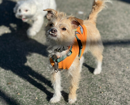 A photo of a tan dog. In the upper left corner, a small white dog looks like it's smiling at the camera