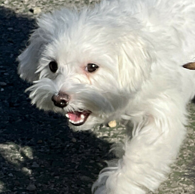 The small white dog