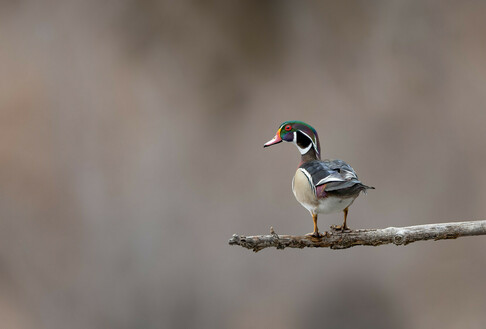 Wood duck standing on a tree branch