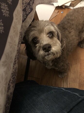 Mottled gray, fluffy dog with floppy ears and pale blue eyes looks up at the camera. My jeans-clad leg is lower on the image, and the tablecloth is to the left. But really the important part is the dog.