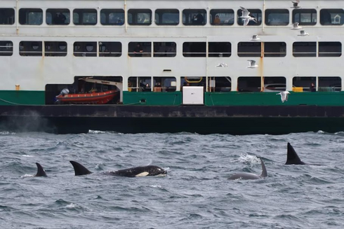 Orcas in the water between passing car ferries