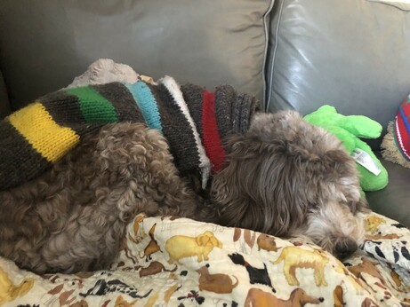 Fluffy, mottled grey dog in a sweater that is a darker gray with a strip of yellow, green, blue, white, and red. He is laying on a blanket with a pattern of dogs.