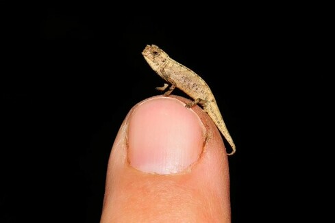 photo of an absolutely tiny chameleon, perched on the end of someone's finger. It has a light brown body, with tiny, adorable, medium brown legs. It's about the length and width of two and a half grains of rice laid end to end