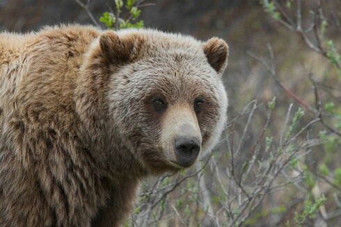 Grizzly bear looking directly at the camera with leafing out shrubs in the background. Just the bear's upper torso and head are visible. 

Gregory "Slobirdr" Smith, CC BY-SA 2.0 <https://creativecommons.org/licenses/by-sa/2.0>, via Wikimedia Commons