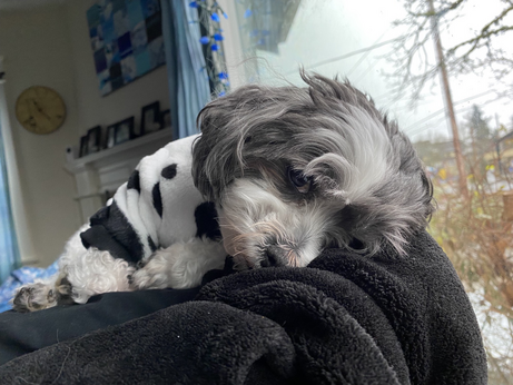 Small dog giving the photographer the evil eye for interrupting her nap