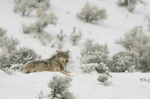 Wolf lying in the snow at Yellowstone National Park. Photo courtesy of National Park Service.