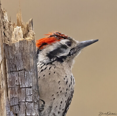 Red-capped sharp-billed bird with white underside and black eye-stripe perched on the side of a broken stick