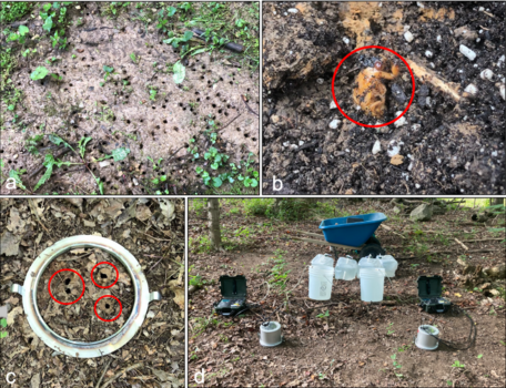 Example measurement locations, tools, and observations, including (a) an area with a large number of cicada burrows, (b) an emerging cicada (circled for clarity), (c) burrows (n = 4; circled for clarity) within the infiltration ring, and (d) the experimental setup.