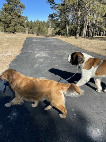 Golden retriever and Saint Bernard outside on a sunny day. Saint Bernard is wearing a leash, and the golden retriever has the leash in her mouth, walking him.