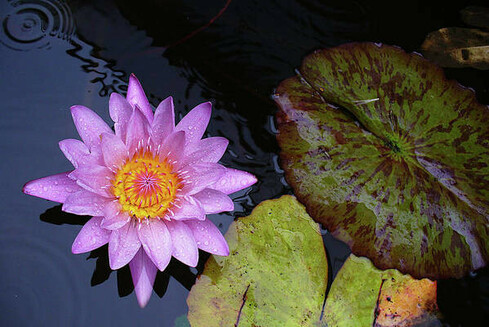 A beautiful purple waterlily with an orange core in full bloom and with water droplets on the petals - floating in a pond next to some green leaves. Photograph taken in Sydney, Australia.