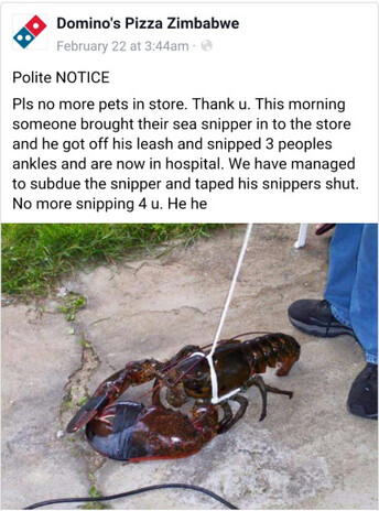 Domino's Pizza Zimbabwe from Twitter
Polite NOTICE
Pls no more pets in store. Thank u. This morning someone brought their sea snipper in to the store and he got off his leash and snipped 3 peoples ankles and are now in hospital. We have managed to subdue the snipper and taped his snippers shut. No more snipping 4 u. He he