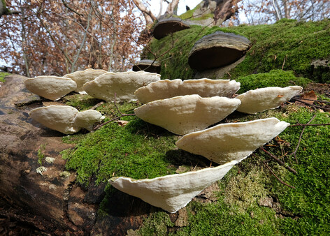 A set of 10 whit/cream coloured Lumpy brackets on a fallen moss covered beech tree. Each lumpy bracket is like an inverted triangle, the whole set is arranged in a triangle of similar proportions. Above are three dark coloured Hoof fungus. The dark heavy set hoof fungus contrasts with the light graceful lumpy brackets