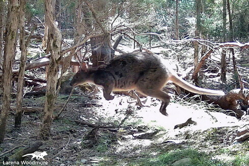 Photo of a pademelon (small, kangaroo-like animal) in mid-leap. Its position makes it look like it was riding a hoverbike that has been edited from the photo.
There are some chunks missing from her fur. This is a normal consequence of mating and most adult females look like this.