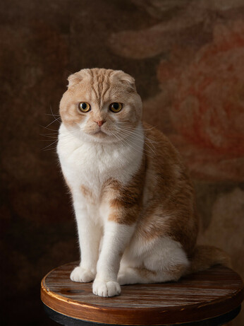 Gus, a cameo tabby Scottish Fold, sits regally on a posing stool, with side lighting to emulate window light.