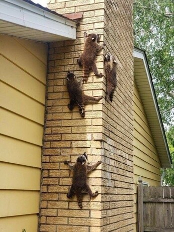 Outdoor photo of a house chimney with four raccoons climbing up the brick facade.