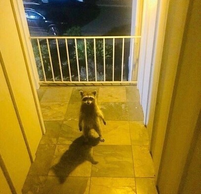 Photo of a raccoon standing up on back legs looking up at the person taking the photo in an outside hallway at night, lit by ceiling lights.
