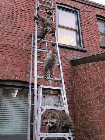 A photo of five raccoons at various stages of climbing up a portable ladder outside a brick house.