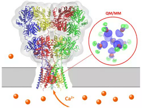 Membrane ion channel receptor with a hydrated calcium ion showing polarisation and charge transfer.