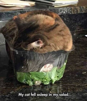 A cat sleeping in a container of salad with the caption: "My cat fell asleep in my salad..."