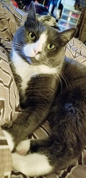 My gray tuxedo cat, lounging in bed.
