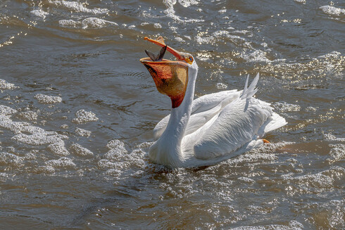 Image of an American white pelican swimming in turbulent, greenish brown water with a freshly caught fish in its bill that it's about to swallow. American white pelicans have white body feathers with black flight feathers, orange legs, orange beaks with a large horn atop near the front of the upper beak and a large pouch along the lower beak, fluffy crown feathers, and wrinkled, orange flesh surrounding pale, blue-grey eyes.