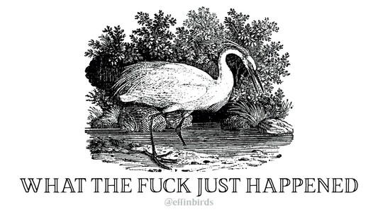 A woodcut of an egret above the text WHAT THE FUCK JUST HAPPENED