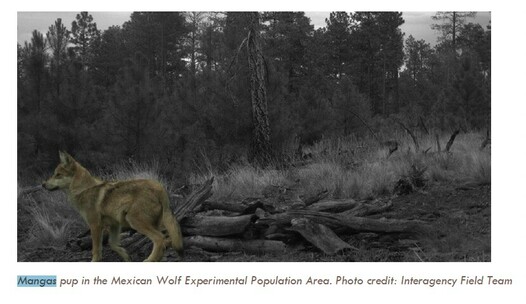 Dark photo of forest background and Mexican wolf pup looking to the left. Mexican wolf pup has been highlighted in the foreground.