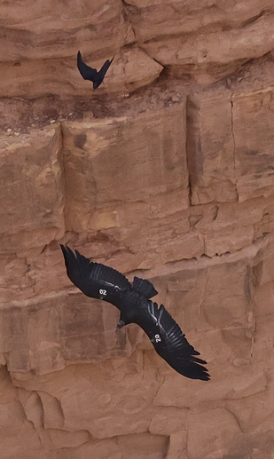 California condor being chased by raven