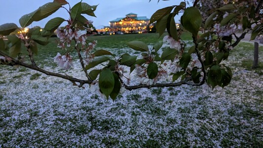 Cherry blossom
Petals Under a 
flowering branch 
On a lawn with 
A building alight
At twilight