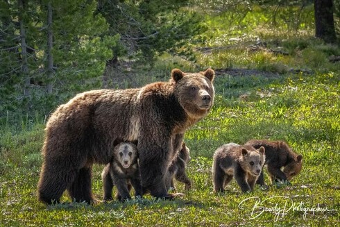 Bears