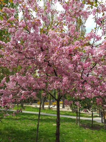 Blossom