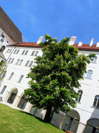 Foto von besonntem Kastanienbaum im Innenhof des ÖAW-Campus.
