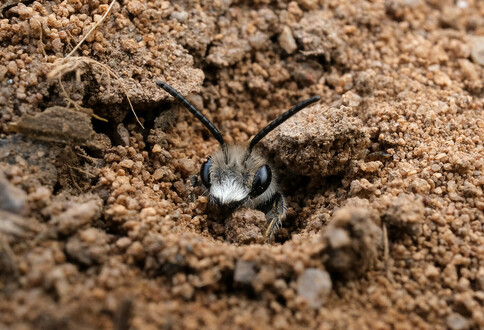 A mining bee emerging from its burrow in sandy soil. It is showing its furry head, black shiny eyes on either side and a pair of thick black segmented antennae. It about to eject a block of sand which is has between its two front legs.
