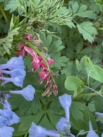 Bleeding heart flower surrounded by bluebells