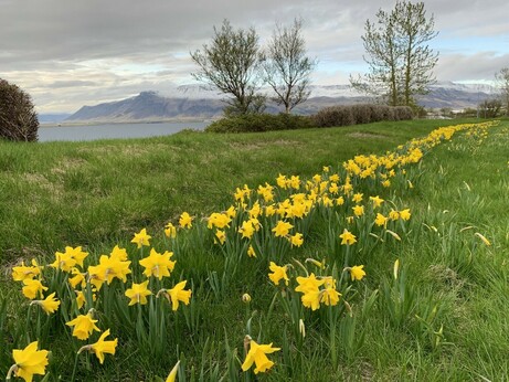 Daffodils survive major storms!!