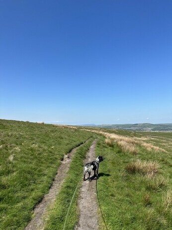 A cocker spaniel on a path on the side of a moor beneath a blue sky