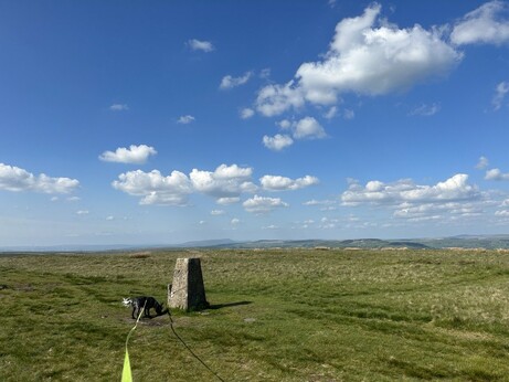 A cocker spaniel sniffing the earth beside a concrete trig point on grassy moorland, overhead a blue sky with white fluffy clouds