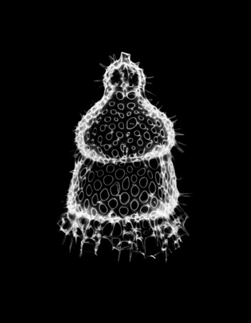 Radiolarian.

Picturepest, CC BY 2.0 via Flickr: https://flic.kr/p/WabAAG