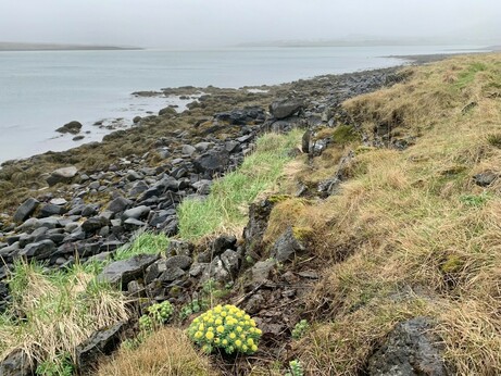 Stormy coast with yellow flowers