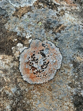 Lichen galaxy?