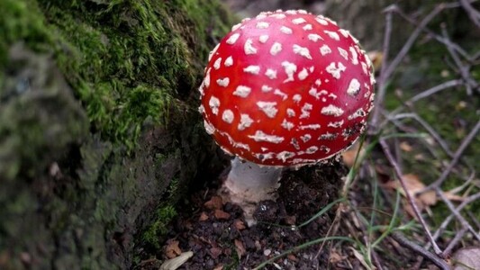 Fungi