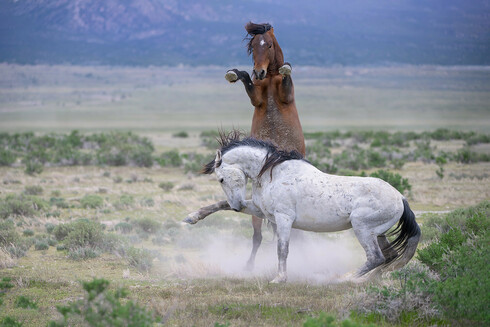 Two wild stallions 'dance' on Utah's west desert. This is not a fight! It is just stallion play and posturing.
WildHorsePhotographs.com by Fon Denton