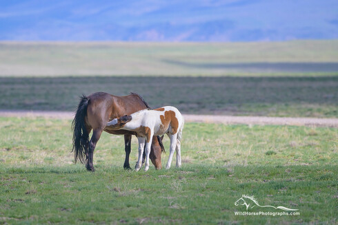 A young wild pinto colt nurses from his mom out on the west desert of Utah.
WildHorsePhotographs.com by Fon Denton
